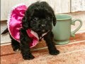 TEA CUP POODLE AYARINDA