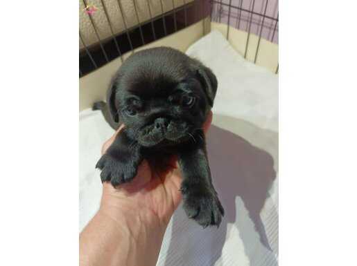 Pug yavrularım 