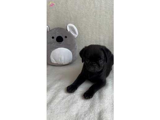 Gül kuyruk hamburger surat pug yavrularım 