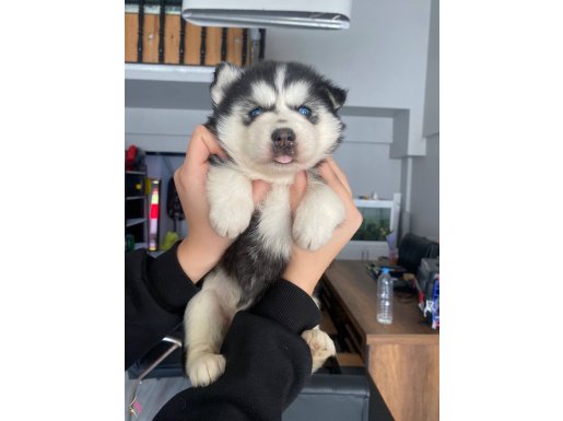 Husky Kızıl ve siyah beyaz yavrular 