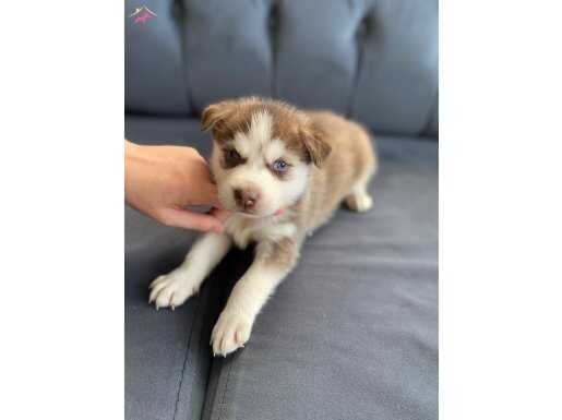 Siyah ve kızıl husky bebekler 