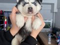 Husky Kızıl ve siyah beyaz yavrular 