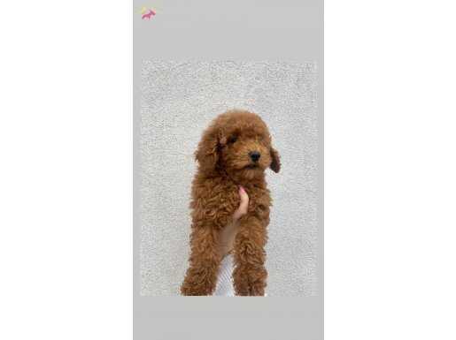 2,5 aylık toy poodle erkek 