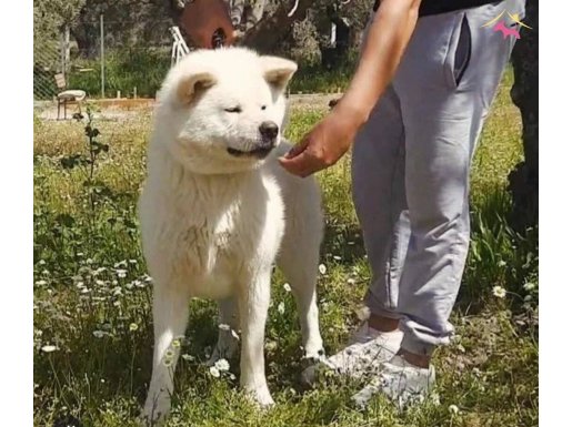 Kar Beyaz Akita inu Yavrularımız 