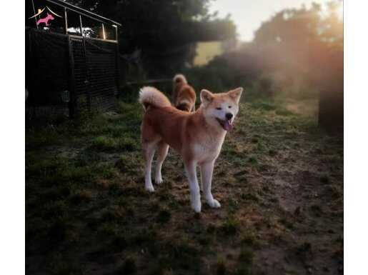 Kif A Şcr belgeli Yetişkin Japon Akita inu