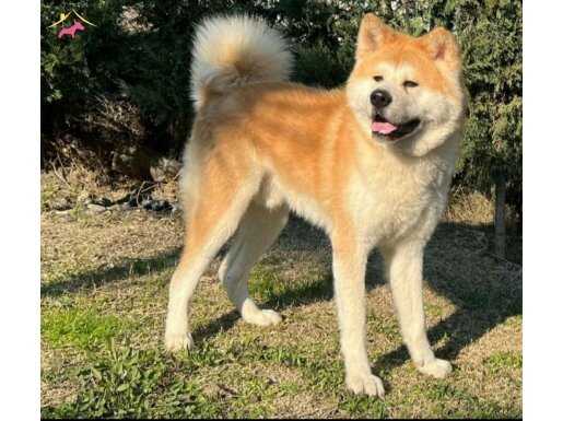 FCI SCRLİ BABADAN Japon Akita Inu Yavrularımız