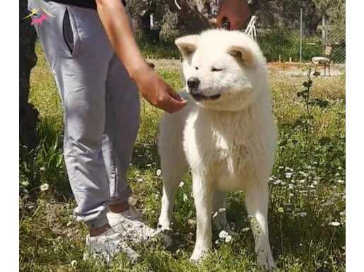 KaR Beyaz Japon Akita inu yavrularımız Scr Belgeli