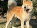 FCI SCRLİ BABADAN Japon Akita Inu Yavrularımız