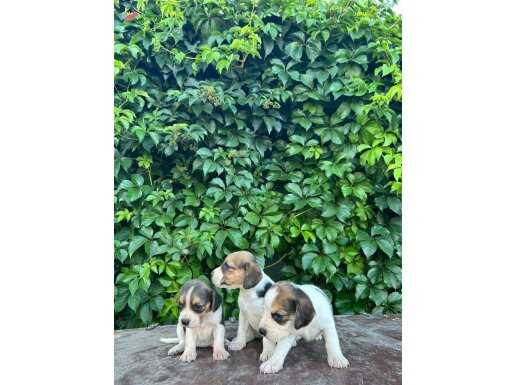 Safkan anne ve babadan beagle yavruları 