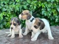 Safkan anne ve babadan beagle yavruları 