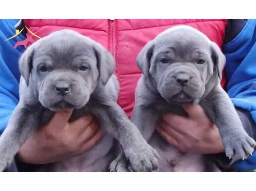 ÜST SINIF CANE CORSO YAVRULARI ÜRETİM ÇİFTLİĞİNDEN 