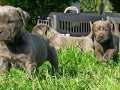 ÜST SINIF CANE CORSO YAVRULARI ÜRETİM ÇİFTLİĞİNDEN 