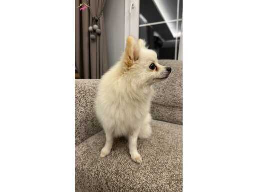 Ailenizin Neşe Kaynaği Yeni Dostu Pomeranian Boo