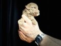 Orjinal Toy Poodle Yavrular