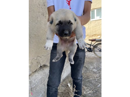 PAŞALAR KANGAL ️