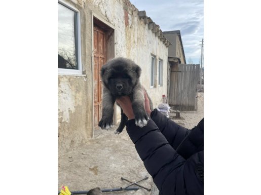 81 ile gönderin var orjınal safkan yavrular 