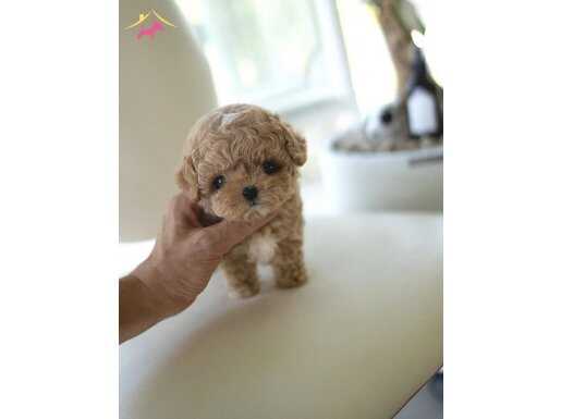 Korea Maltipoo Bambi