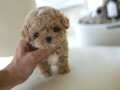 Korea Maltipoo Bambi