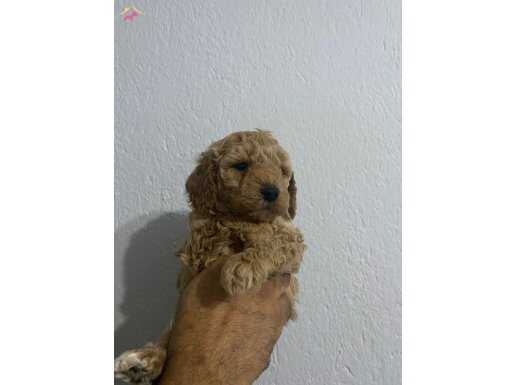 Toy poodle bebeğimiz yeni yuvasını arıyor 