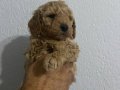 Toy poodle bebeğimiz yeni yuvasını arıyor 