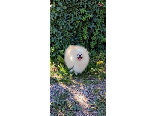 Tuvalet Eğitimli Pomeranian Boo 