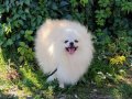 Tuvalet Eğitimli Pomeranian Boo 