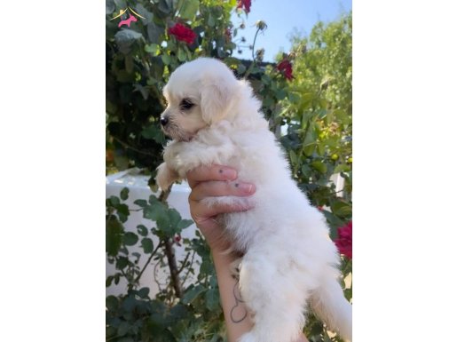 2 aylık orijinal maltese terrier