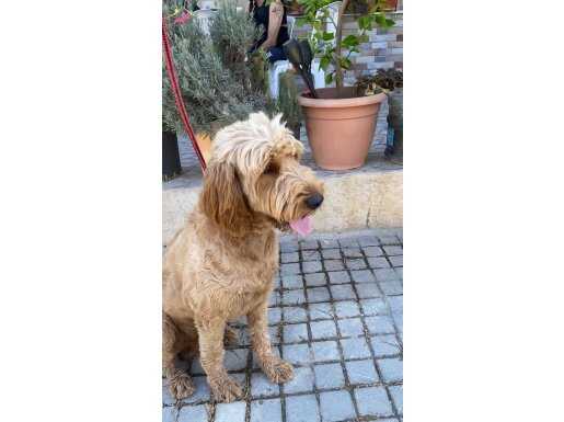 8 aylık labradoodle