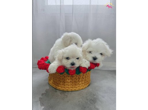 2 aylık maltese terrier yavruları