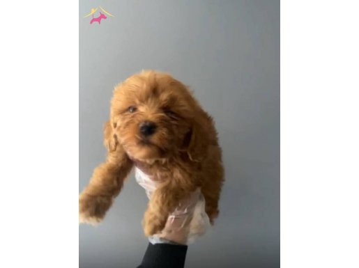 3 aylık red brown maltipoo