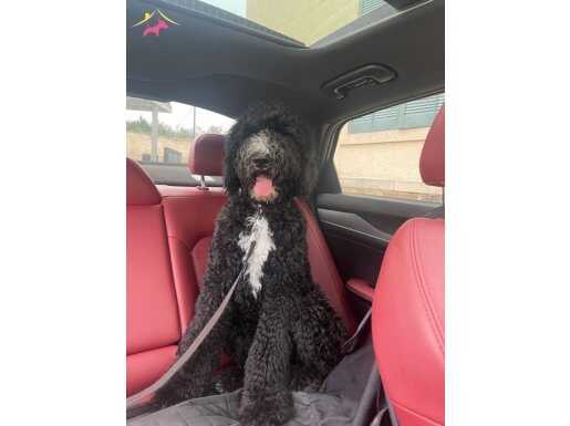 Blackred Giant poodle