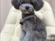 Türkiye’de nadir silver toy poodle yavruları