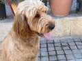 8 aylık labradoodle