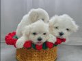 2 aylık maltese terrier yavruları