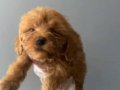 3 aylık red brown maltipoo