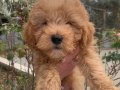 3 aylık erkek toy poodle