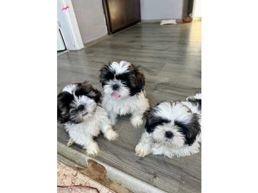 Shihtzu yavrular