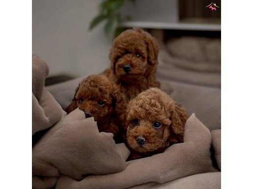 Tuvalet Eğitimli Toy Poodle Bebekler