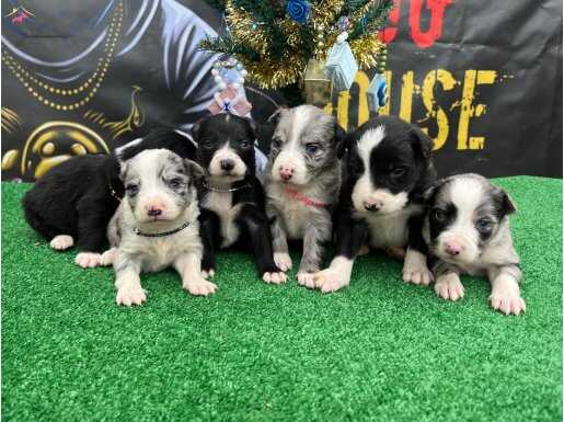 BORDER COLLIE EN ZEKİ IRK SAFKAN YAVRULAR