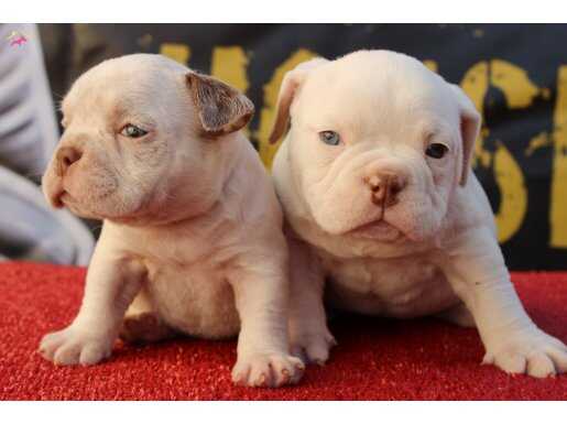 EXOTIC BULLY YAVRULAR BESLENMESİ YASAL