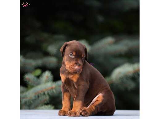 Efsane Kızıl Doberman yavrularım