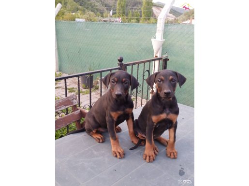 KIZIL SAFKAN IRK GARANTİLİ DOBERMAN YAVRULARIM