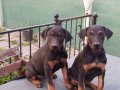 KIZIL SAFKAN IRK GARANTİLİ DOBERMAN YAVRULARIM