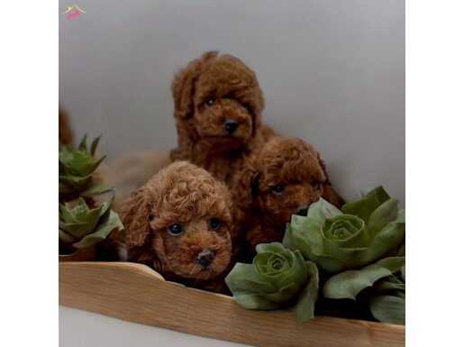 Muhteşem Güzellikte Toy Poodle Bebekler