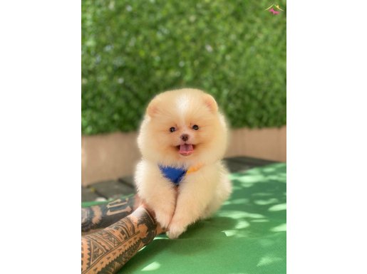 Pofuduk pomeranian boo 