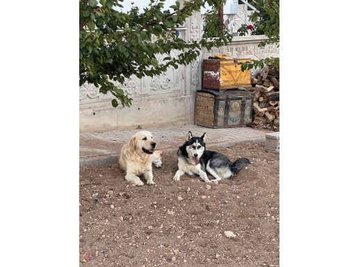 Safkan Husky kızımız