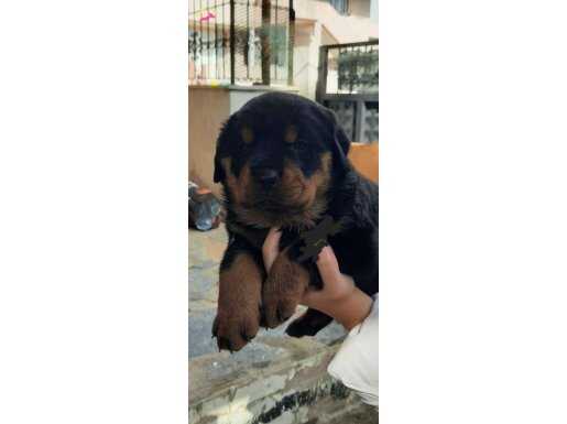 Tam bir dost badigart korkusuz rotweiler 