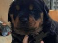 Tam bir dost badigart korkusuz rotweiler 