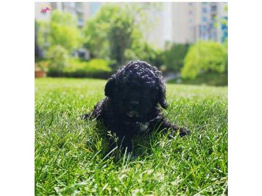 ÇOK  ÖZEL SİYAH TOY POODLE YAVRULARIMIZ 