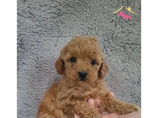 ÇOK ÖZEL RED BROWN TOY POODLE YAVRULARIMIZ 